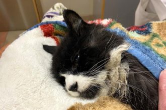 Blind 20-year-old cat rescued from frozen lake after predator chase. Stranded overnight, Tiki was saved by Good Samaritans using a boat. A true Christmas miracle!