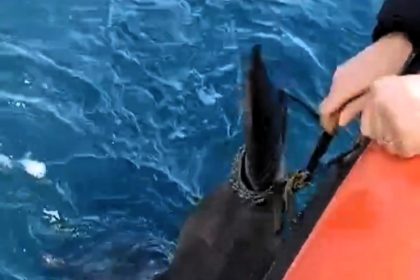 Heroic coastguards rescue a baby dolphin tangled in fishing gear off the coast of Sicily, reuniting it with its mother in a heartwarming display of marine teamwork.