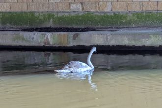 A baby swan stuck on a frozen canal for two days has been rescued by the RSPCA in Lancs. The young cygnet was saved from icy danger after locals raised the alarm.