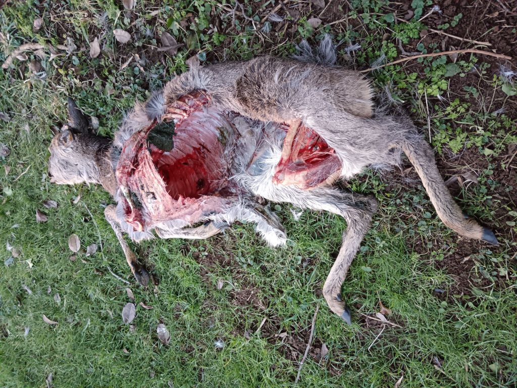 Farmer discovers gruesome deer remains in Wiltshire, sparking fears of a big cat on the loose. Experts and locals cite "typical signs" of a panther-like predator.