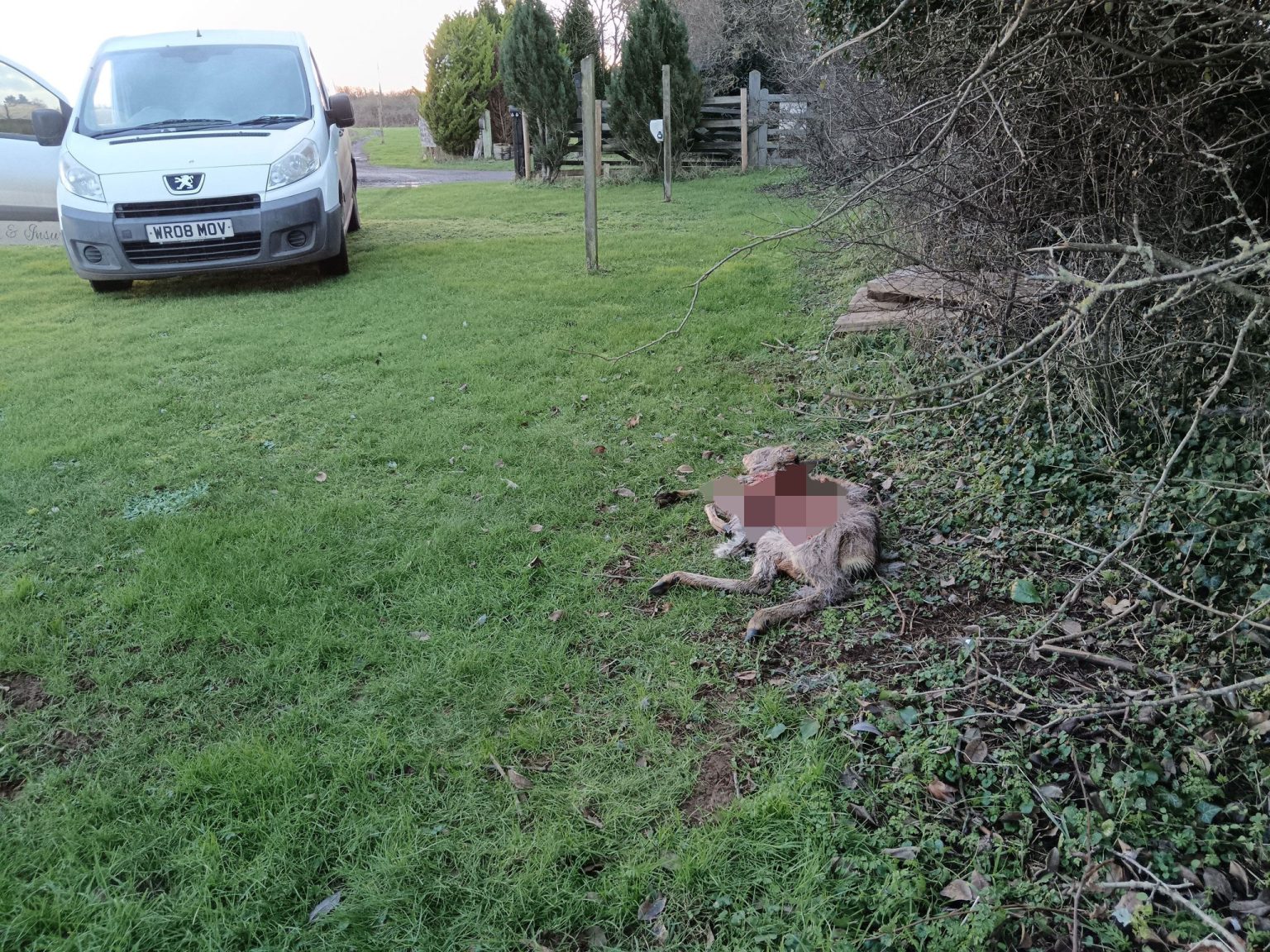 Farmer discovers gruesome deer remains in Wiltshire, sparking fears of a big cat on the loose. Experts and locals cite "typical signs" of a panther-like predator.