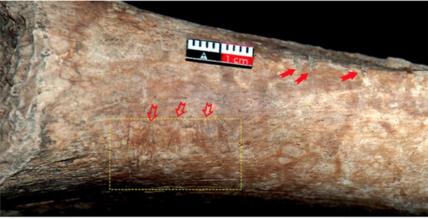 Child’s remains found with scratch-like markings on bones – dating back ...
