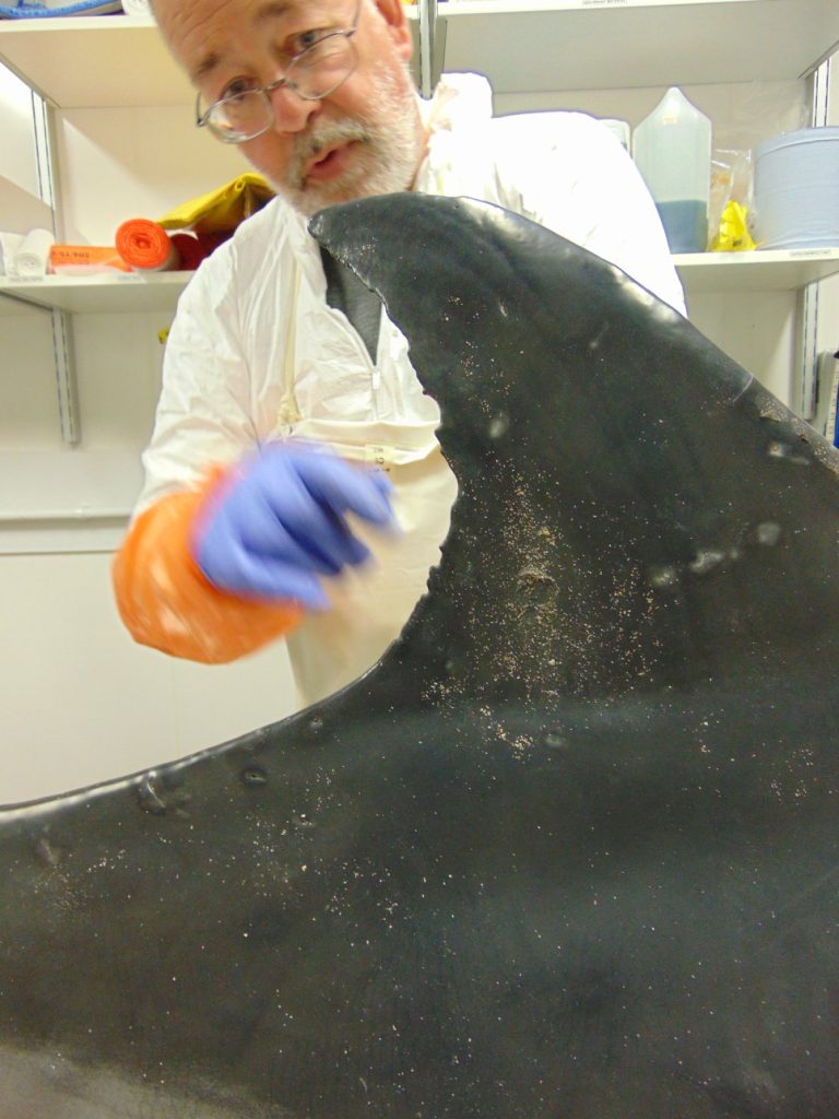 A post-mortem confirmed an endangered 14ft thresher shark found on Par Beach, Cornwall, was killed by an angler. Experts revealed it suffered significant trauma and internal hemorrhaging.