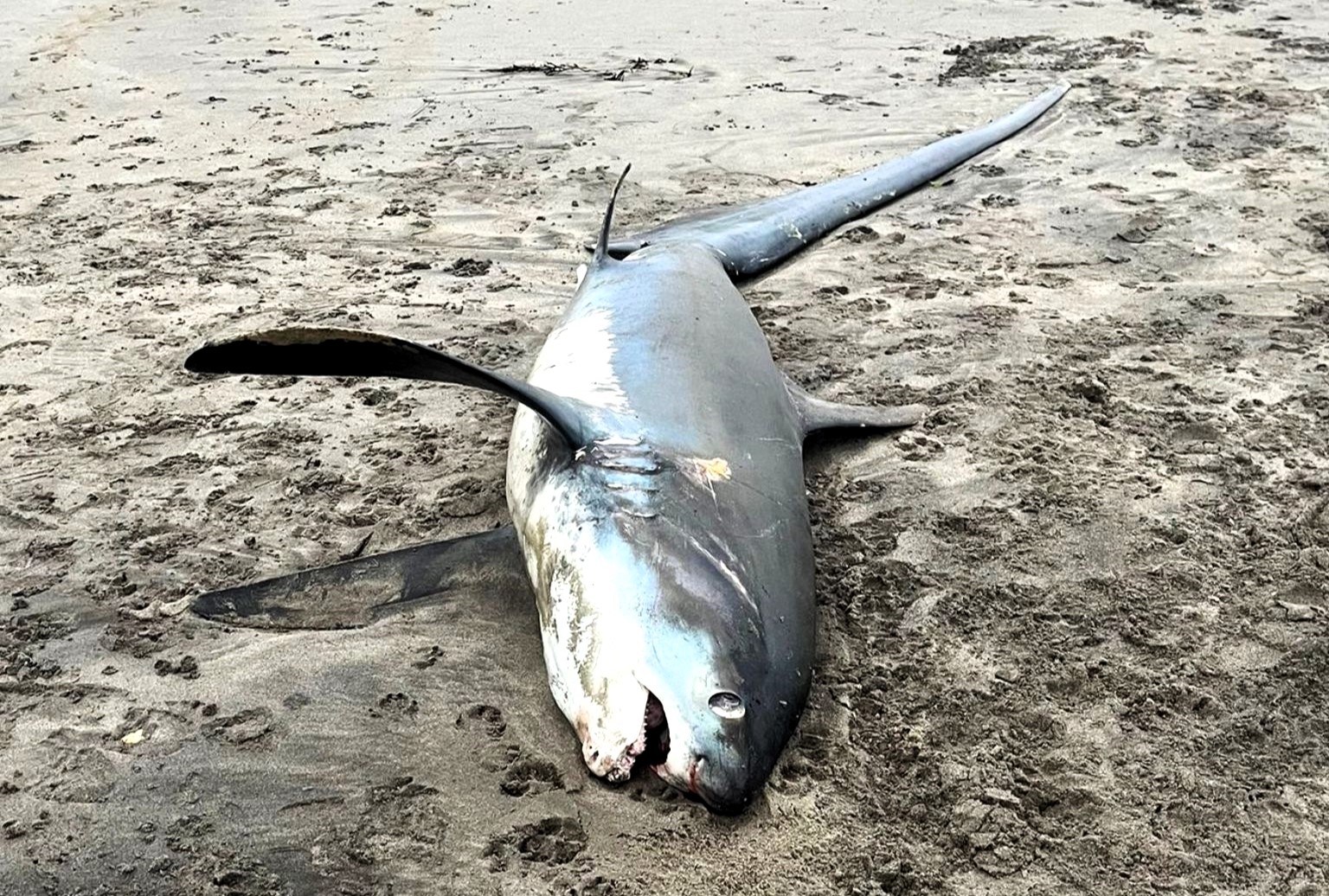 A post-mortem confirmed an endangered 14ft thresher shark found on Par Beach, Cornwall, was killed by an angler. Experts revealed it suffered significant trauma and internal hemorrhaging.
