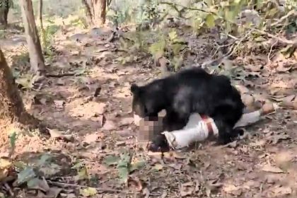 A father and son were tragically killed by the same sloth bear in India’s Kanker district, Chhattisgarh, while villagers attempted to retrieve the son’s body, sparking a search for the bear using thermal drones.