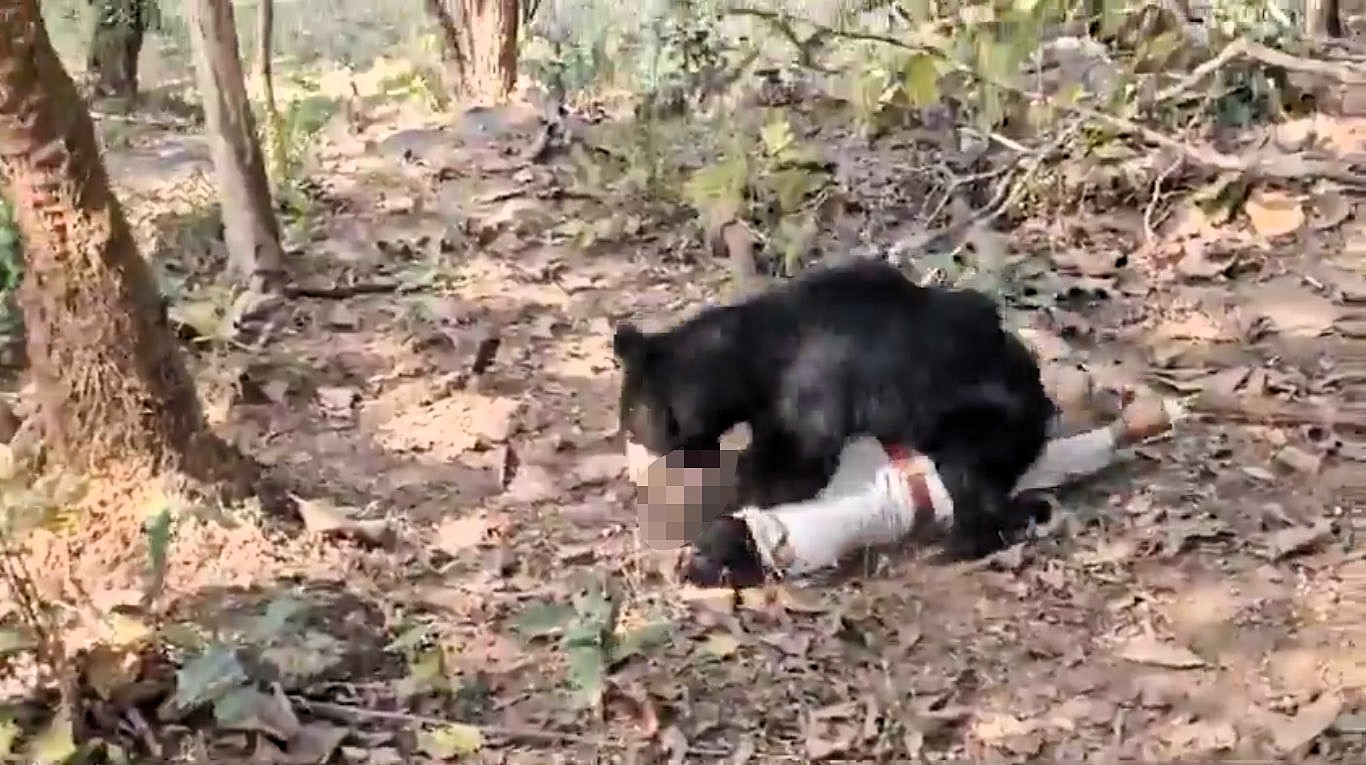 A father and son were tragically killed by the same sloth bear in India’s Kanker district, Chhattisgarh, while villagers attempted to retrieve the son’s body, sparking a search for the bear using thermal drones.