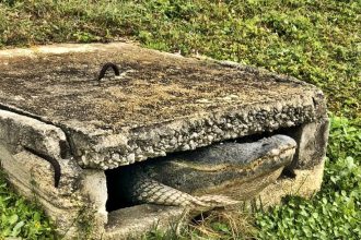 A 10ft 6in alligator was rescued from a storm drain in Cape Coral, Florida, by firefighters and wildlife officials, earning praise for safely relocating the massive reptile.