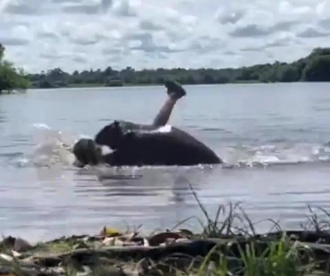 A swimmer in Colombia was attacked by a capybara, the world’s largest rodent, as it bit her head and back. Capybaras are typically docile but can bite when provoked.