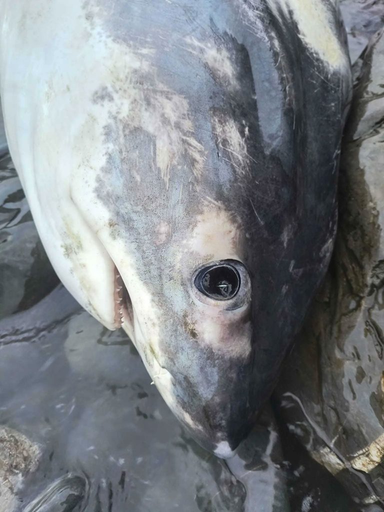 An 11-foot endangered thresher shark washed up dead on Par Beach, Cornwall, sparking outrage. Experts blame sport fishing injuries, reigniting debates over fishing and marine conservation.