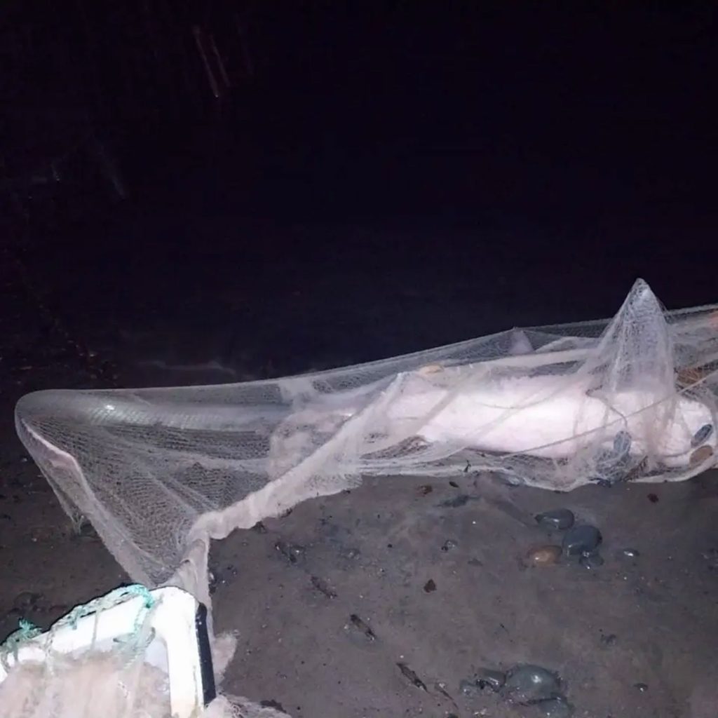 An 11-foot endangered thresher shark washed up dead on Par Beach, Cornwall, sparking outrage. Experts blame sport fishing injuries, reigniting debates over fishing and marine conservation.
