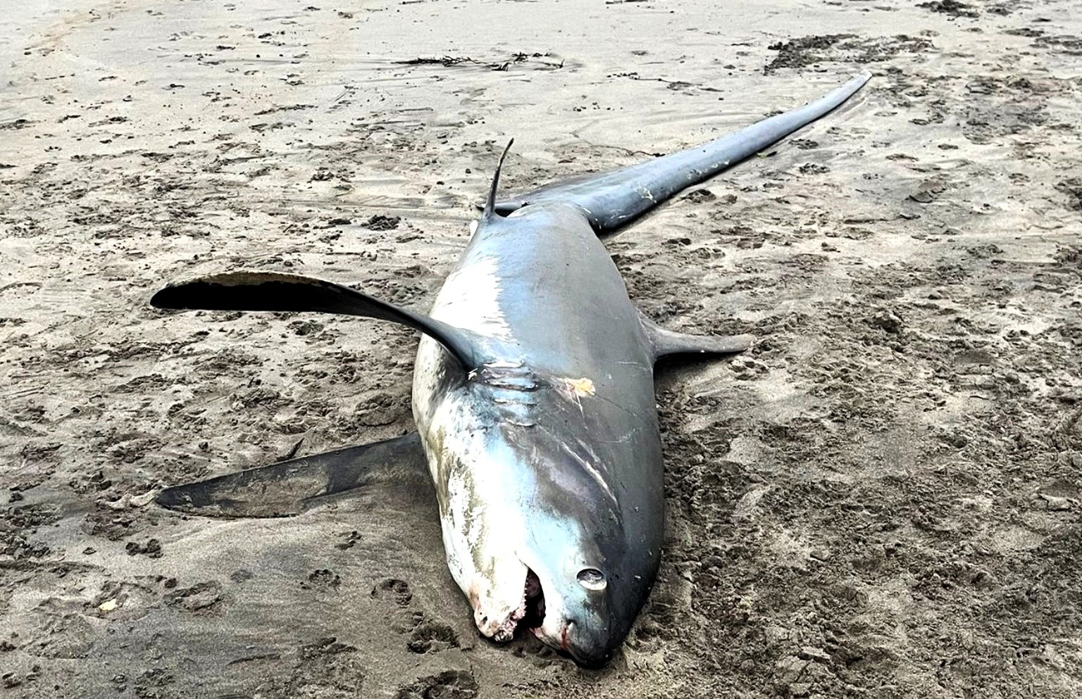 An 11-foot endangered thresher shark washed up dead on Par Beach, Cornwall, sparking outrage. Experts blame sport fishing injuries, reigniting debates over fishing and marine conservation.