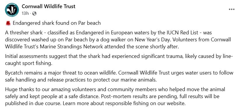 An 11-foot endangered thresher shark washed up dead on Par Beach, Cornwall, sparking outrage. Experts blame sport fishing injuries, reigniting debates over fishing and marine conservation.