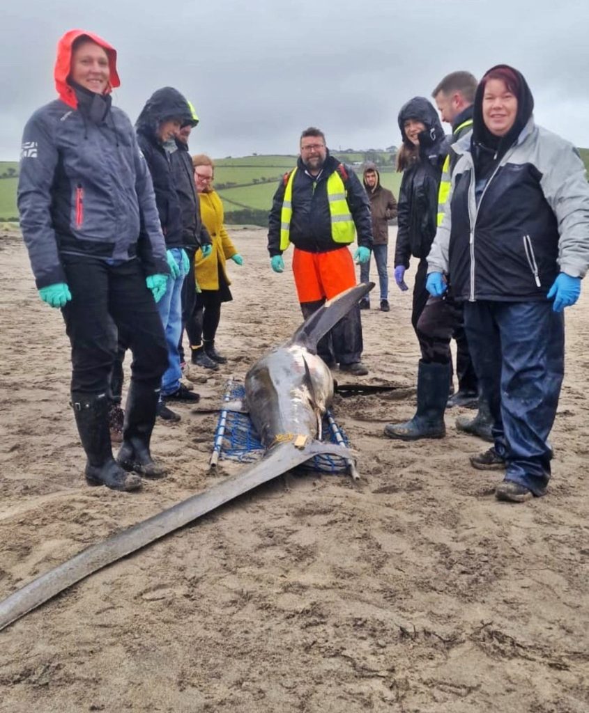 An 11-foot endangered thresher shark washed up dead on Par Beach, Cornwall, sparking outrage. Experts blame sport fishing injuries, reigniting debates over fishing and marine conservation.
