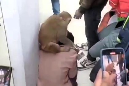 Chaos at CityKart in Jhansi, India, as a monkey bites a woman and pulls her hair during a rampage. Shoppers attempt to trap the macaque before it escapes unharmed.