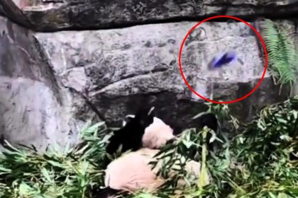 Outrage after man throws a glass bottle of Coke at a panda in Chongqing Zoo, China. The panda, Lanxiang, was unharmed but is under 24-hour observation as police investigate.