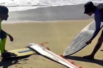 Two surfers in Cabo San Lucas discovered a rare oarfish, sparking fears of a natural disaster due to its mythical association with earthquakes, before returning it to the sea.