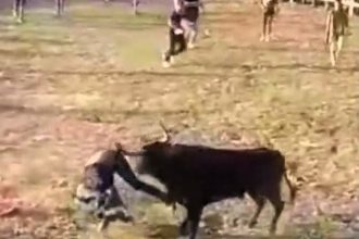 Two men are in critical condition after bull attacks at religious festivals in northern Colombia, intensifying calls to accelerate the country’s 2027 bullfighting ban.