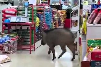 A wild boar rampaged through a Kerala supermarket, leaping over produce and stunning onlookers. Residents demand urgent action as boar incidents escalate in the region.