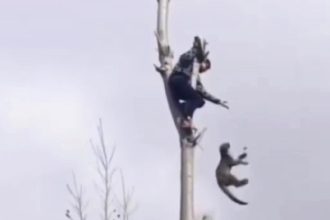 A hero in Kashmir scaled a 50ft tree to rescue a stranded leopard cub, safely dropping it into a net after it was tranquilized. The daring rescue amazed locals.