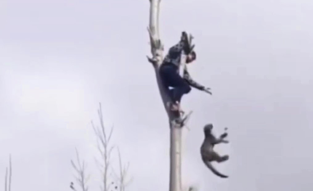 A hero in Kashmir scaled a 50ft tree to rescue a stranded leopard cub, safely dropping it into a net after it was tranquilized. The daring rescue amazed locals.