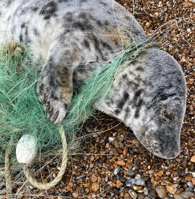 Shock after injured seal pup found staked to beach entangled in net ...