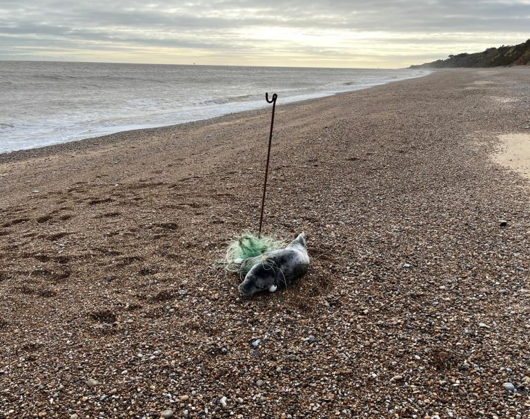 Shock after injured seal pup found staked to beach entangled in net ...