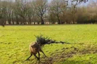 A massive stag was rescued after getting trapped in barbed wire and electric fencing - thanks to a careful RSPCA operation, it was freed without injury.