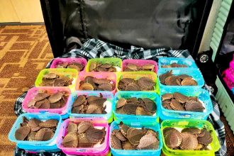 Two women were caught trying to smuggle 4,386 endangered pig-nosed turtles worth £31.3 million through Kuala Lumpur Airport. Authorities intercepted them before their flight to Vietnam.