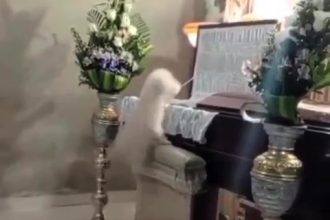 A loyal dog jumped into its late owner’s coffin for a final goodbye at a funeral in Mexico, touching mourners with its heartbreaking display of grief and devotion.