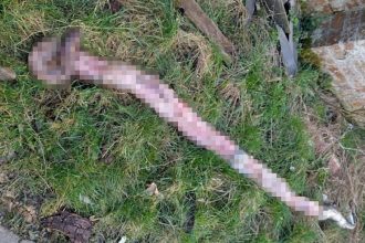 An 11ft Burmese python was found skinned in a country lane, sparking fears it was alive during the brutal act - the RSPCA is urging witnesses to come forward.