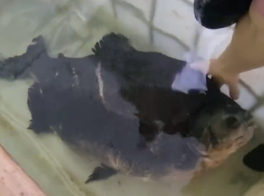 40-year-old piranha Kasia saved after aquarium cracks - nursed back to health with bananas. See how firefighters and experts came to her rescue in Poland.