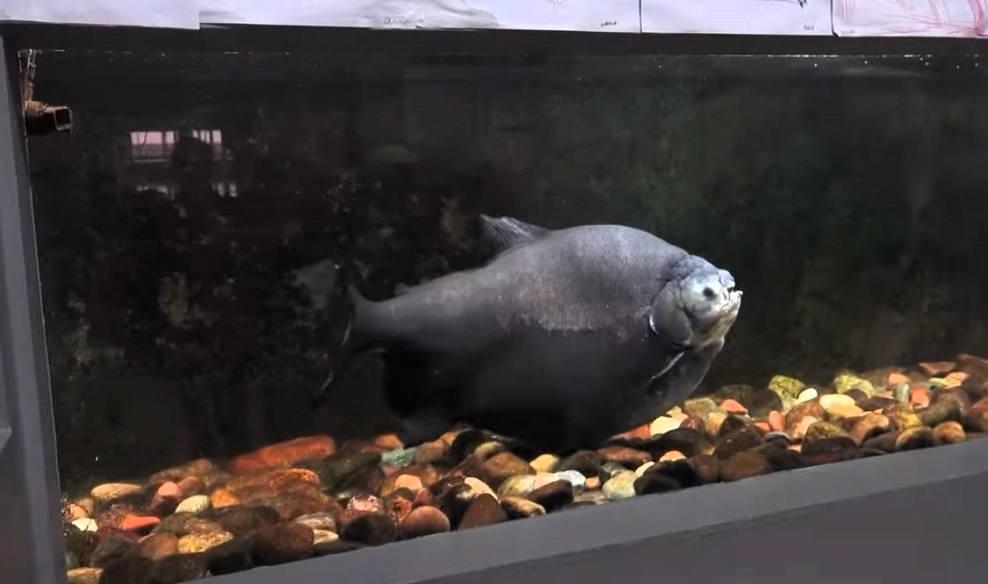 40-year-old piranha Kasia saved after aquarium cracks - nursed back to health with bananas. See how firefighters and experts came to her rescue in Poland.