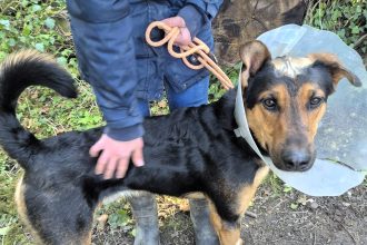 A German Shepherd who fled war-torn Ukraine was brutally attacked with a shovel and left for dead in Kent, but is now recovering and awaiting a new home.