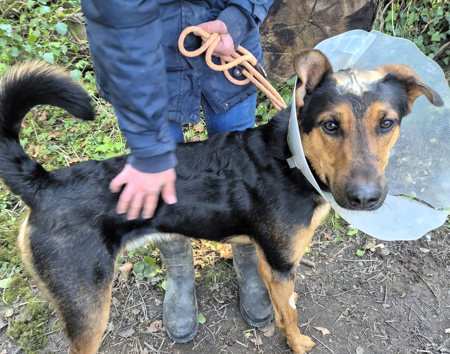 A German Shepherd who fled war-torn Ukraine was brutally attacked with a shovel and left for dead in Kent, but is now recovering and awaiting a new home.