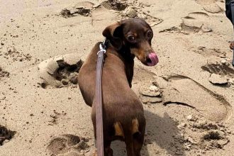 Sausage dog killed in a horrific attack by an off-lead Staffy, leaving owner traumatised. Now, she’s urging dog owners to act responsibly to prevent tragedies.