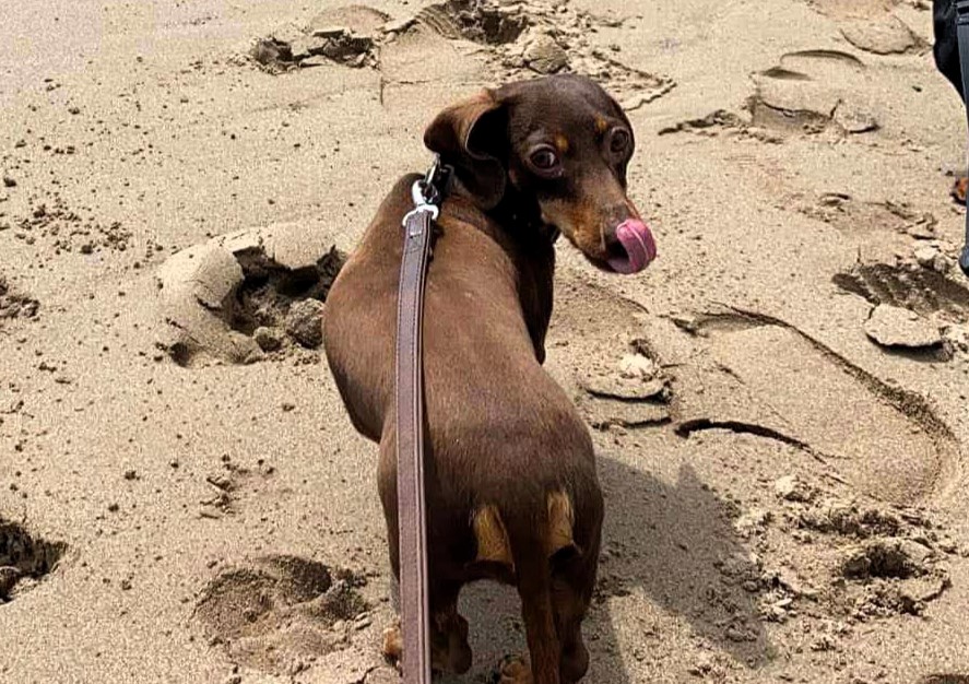 Sausage dog killed in a horrific attack by an off-lead Staffy, leaving owner traumatised. Now, she’s urging dog owners to act responsibly to prevent tragedies.