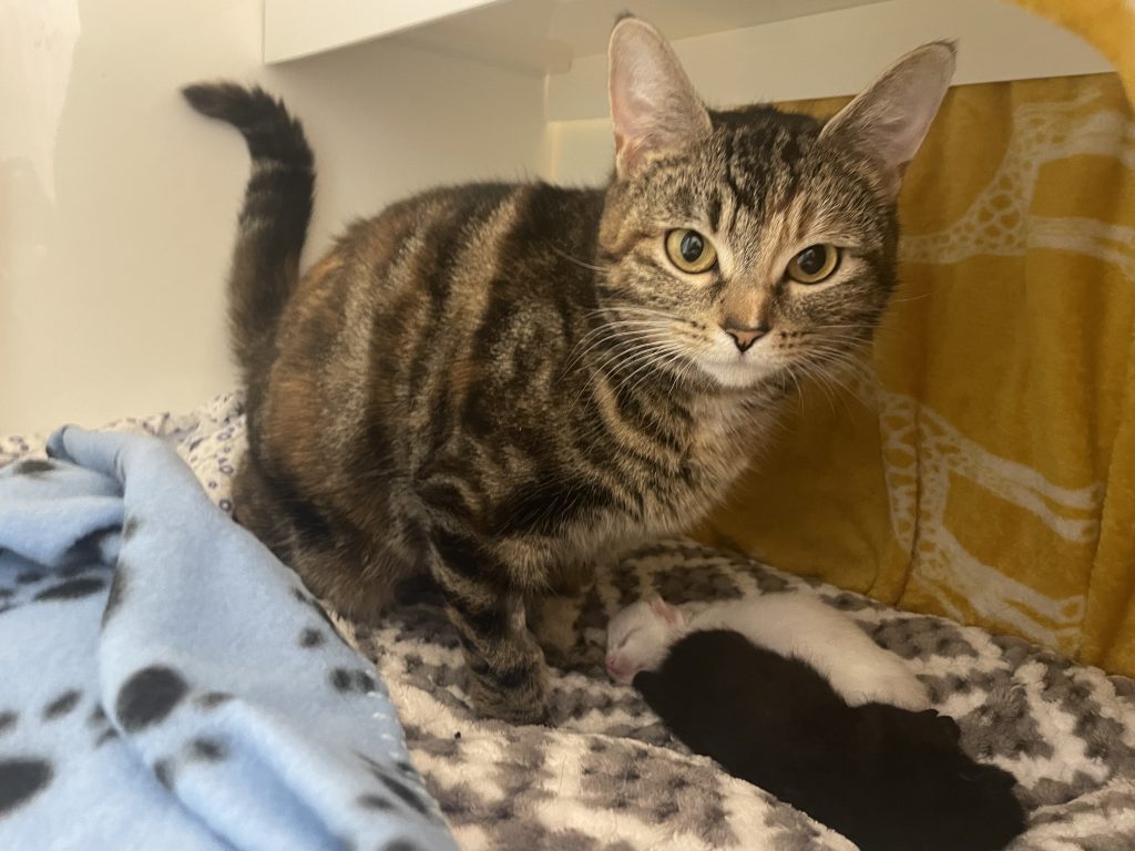 A three-legged kitten named Comet, found injured by the roadside, has been adopted by a surrogate mum cat, Twinkle, at an RSPCA branch in Kent, where he is now thriving.
