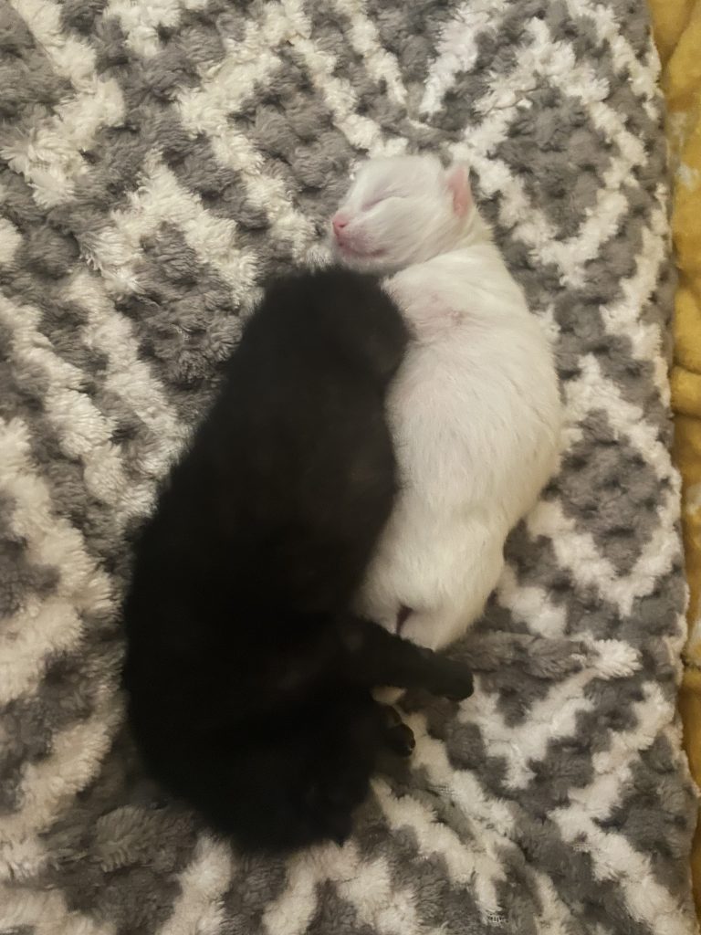 A three-legged kitten named Comet, found injured by the roadside, has been adopted by a surrogate mum cat, Twinkle, at an RSPCA branch in Kent, where he is now thriving.