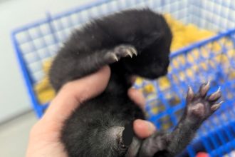 A three-legged kitten named Comet, found injured by the roadside, has been adopted by a surrogate mum cat, Twinkle, at an RSPCA branch in Kent, where he is now thriving.