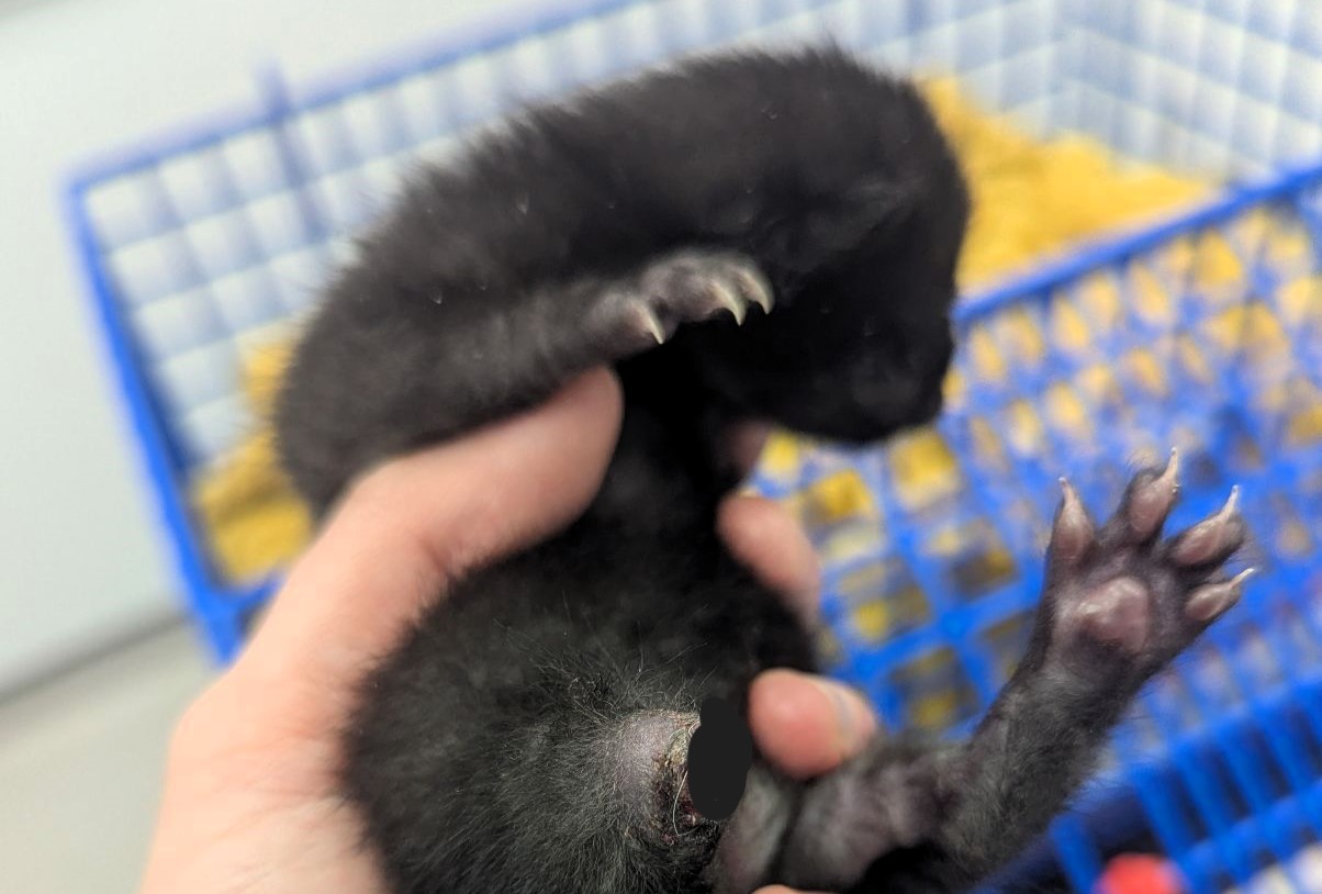 A three-legged kitten named Comet, found injured by the roadside, has been adopted by a surrogate mum cat, Twinkle, at an RSPCA branch in Kent, where he is now thriving.