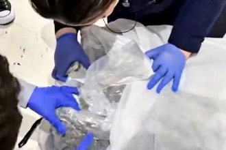 A Thai couple on their first trip abroad accidentally took the wrong suitcase, unknowingly carrying 24kg of cannabis to Japan. Authorities cleared them after a thorough investigation.