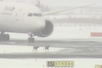 Two deer shut down both runways at Japan’s New Chitose Airport, causing flight diversions and delays before workers safely cleared them from the tarmac.