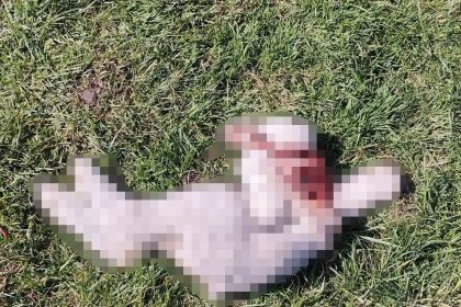 Fears of big cat on the loose in Wales after sheep and lamb found mutilated - walker discovers gruesome remains near Carmarthen, sparking fresh speculation of wild predators.