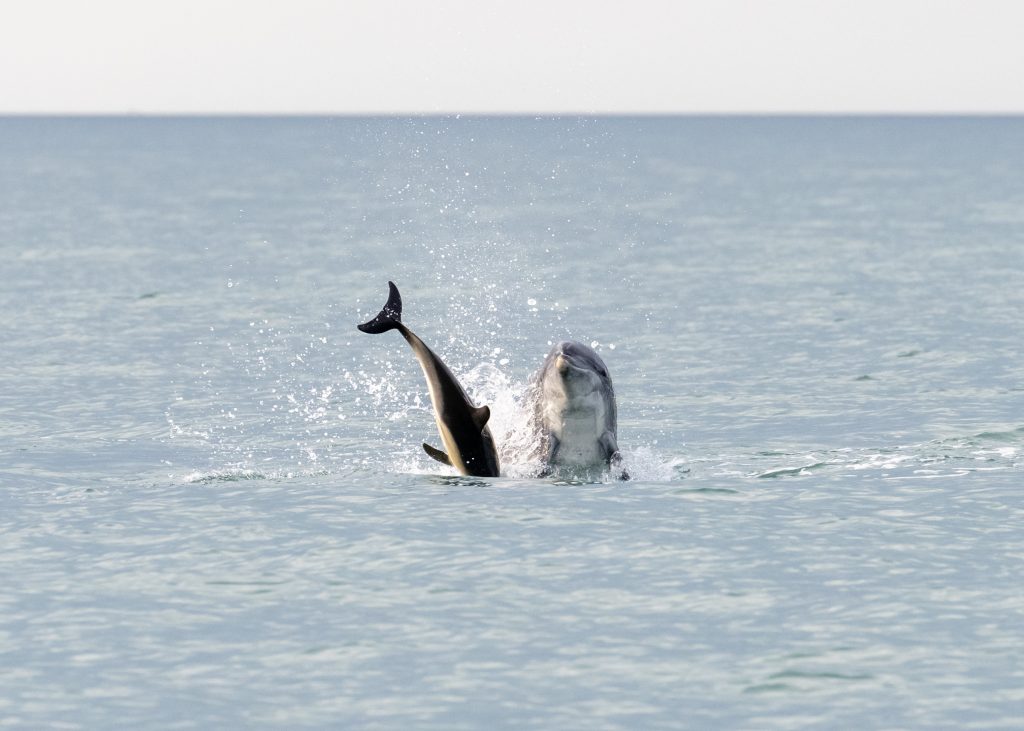 Large Bottlenose dolphin kills young calf in rare attack off Wales coast - wildlife guide captures shocking moment in Cardigan Bay, revealing dolphins' brutal side.