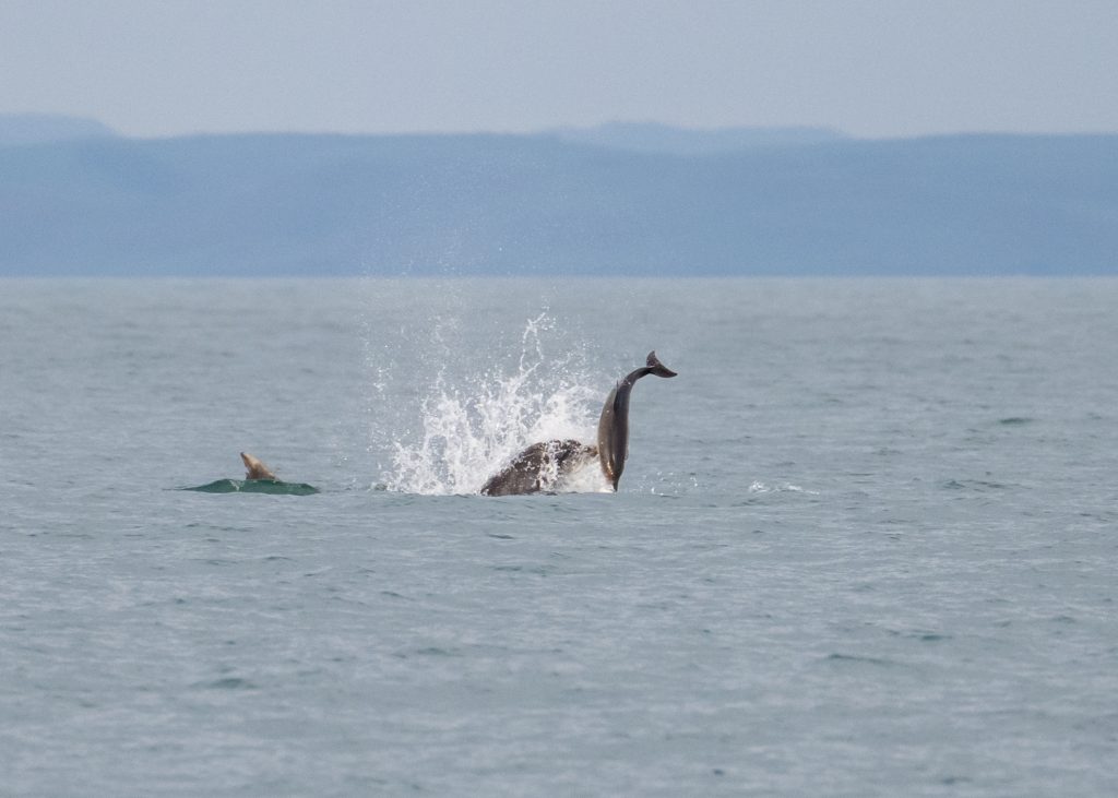 Large Bottlenose dolphin kills young calf in rare attack off Wales coast - wildlife guide captures shocking moment in Cardigan Bay, revealing dolphins' brutal side.