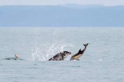 Large Bottlenose dolphin kills young calf in rare attack off Wales coast - wildlife guide captures shocking moment in Cardigan Bay, revealing dolphins' brutal side.