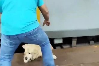 Dog falls under moving train at Mumbai Central as owner tries to board - miraculously survives after slipping from leash and landing on tracks unharmed.
