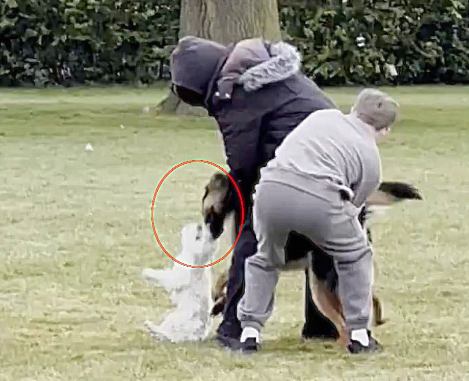 A loose German Shepherd attacked a smaller dog in Roe Green Park, London, sparking panic. Bystanders struggled to stop it until one man used a shocking but effective trick.