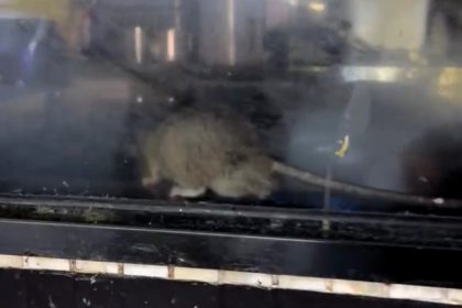 Giant rat spotted in Hong Kong restaurant window shocks locals - rodent seen before scurrying off as owner launches extermination effort to catch intruder.