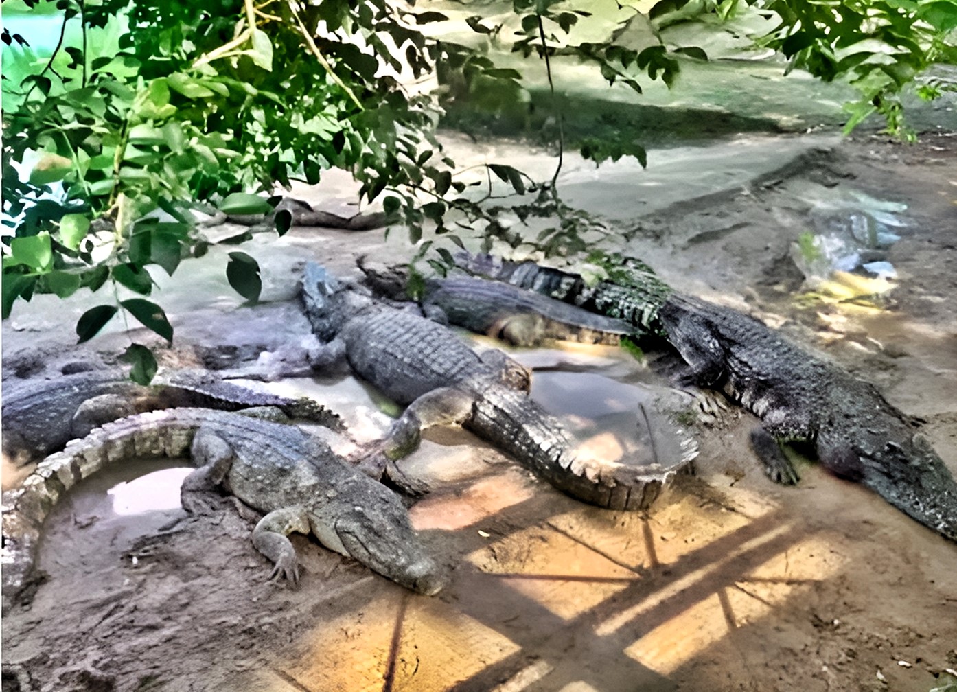 China auctions 100 tons of crocodiles for £430,000 after ‘Crocodile God’ Mo Junrong’s company liquidation - buyers must handle capture, transport, and hold breeding license.